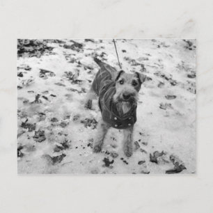 A dog wearing a jacket. postcard