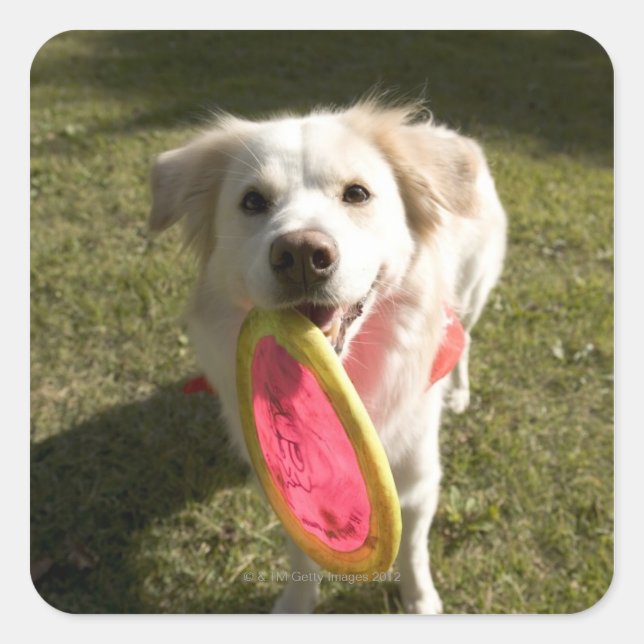 A dog with a frisbee square sticker (Front)