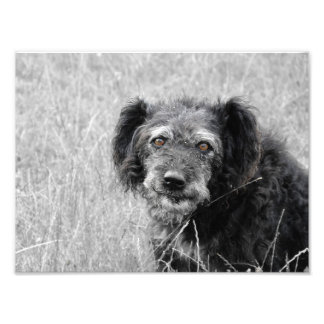 A dog's smile, dog photo, dog portrait photo print