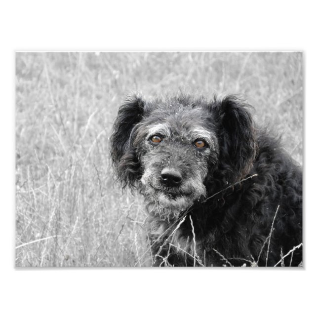 A dog's smile, dog photo, dog portrait photo print (Front)