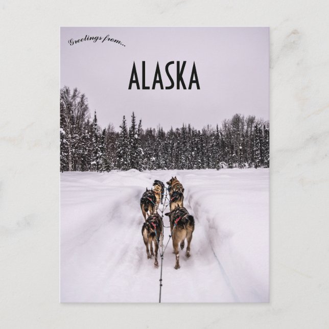 A Dogsled Team in Alaska Postcard (Front)