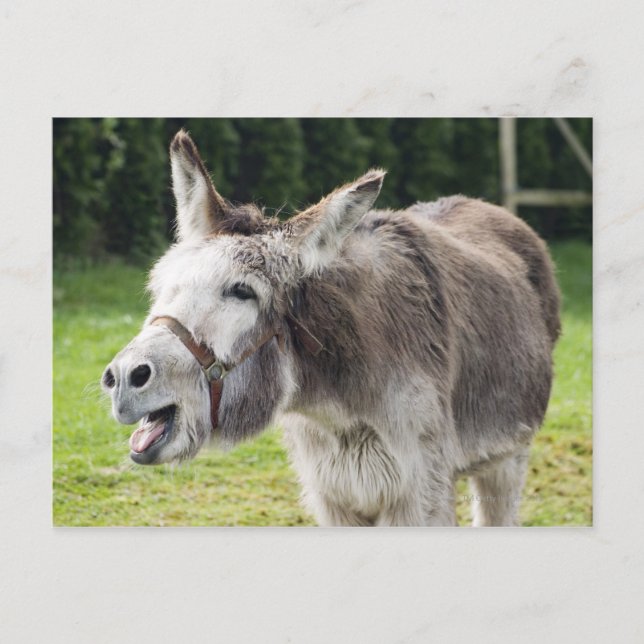 A donkey postcard (Front)