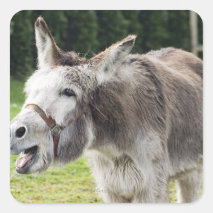 A donkey square sticker