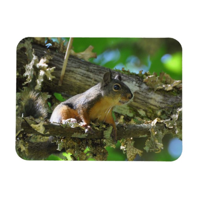 A Douglas Squirrel sitting in a Maple tree Magnet (Horizontal)