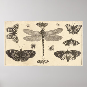 A dragonfly, ladybirds, and butterflies poster