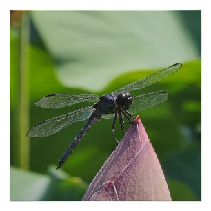 A dragonfly perches poster