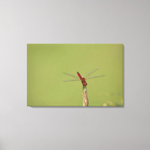 A Dragonfly rests momentarily on a dried weed Canvas Print
