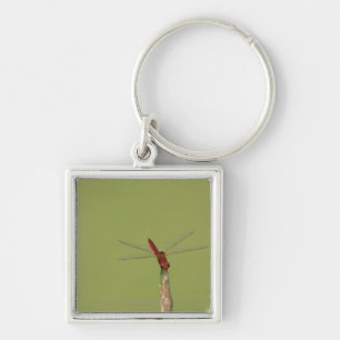 A Dragonfly rests momentarily on a dried weed Key Ring