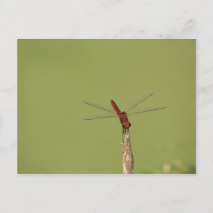 A Dragonfly rests momentarily on a dried weed Postcard