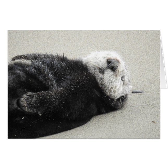 A dreaming sea otter (Front Horizontal)
