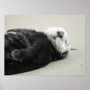A dreaming sea otter poster