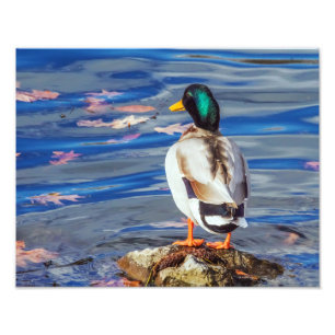 A Duck Contemplates a Swim. Photo Print