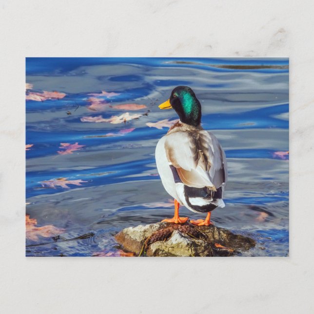 A Duck Contemplates a Swim. Postcard (Front)