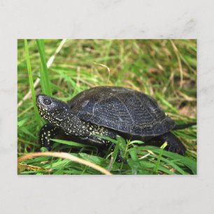 A European Pond Turtle Postcard