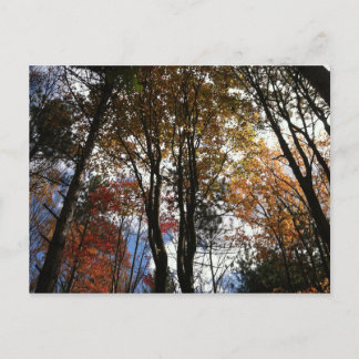 A fall hike in New York State Postcard