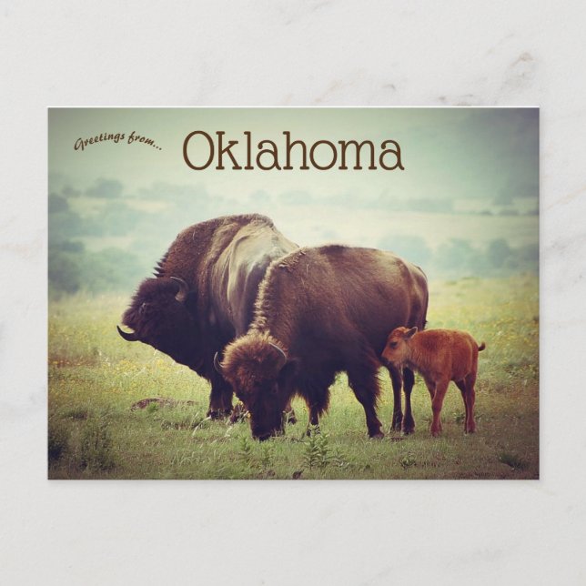 A Family of Bison in Oklahoma Postcard (Front)