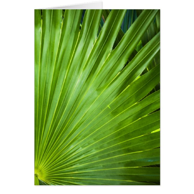 A Fan of Green (Front)