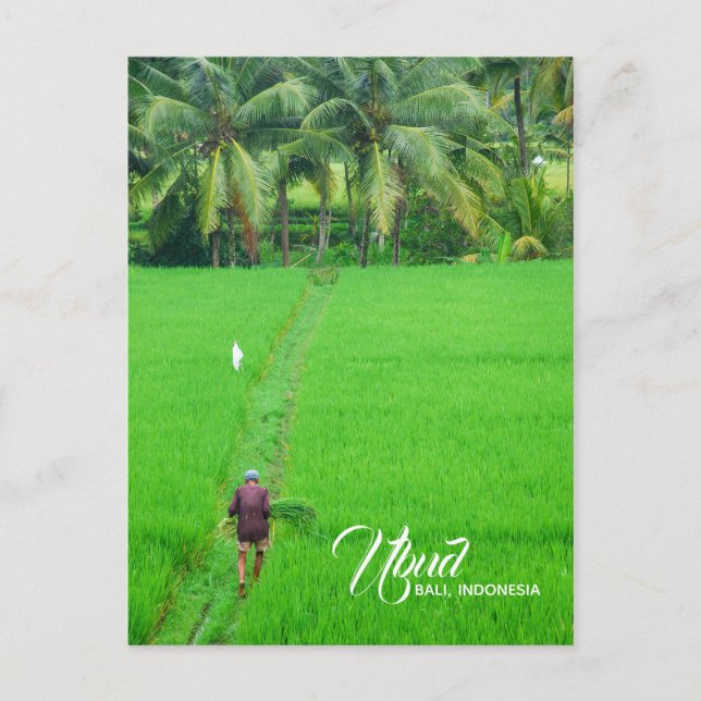 A Farmer in a Rice Field in Ubud, Bali, Indonesia Announcement Postcard (Front)