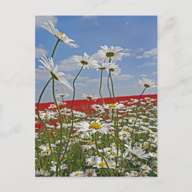 A farmland field of white ox-eyed daisies and 2 postcard (Front)