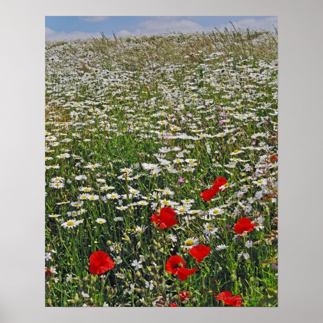 A farmland field of white ox-eyed daisies and poster (Front)