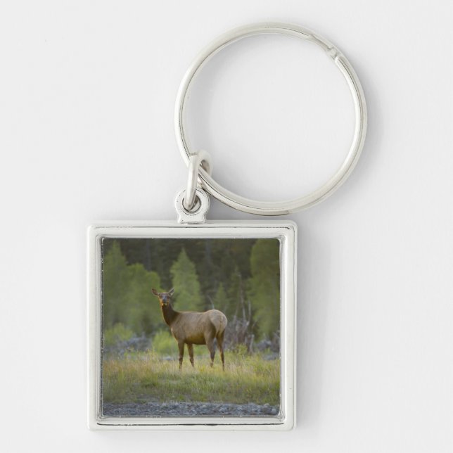 A female elk stands looking at the camera with a key ring (Front)