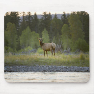 A female elk stands looking at the camera with a mouse mat