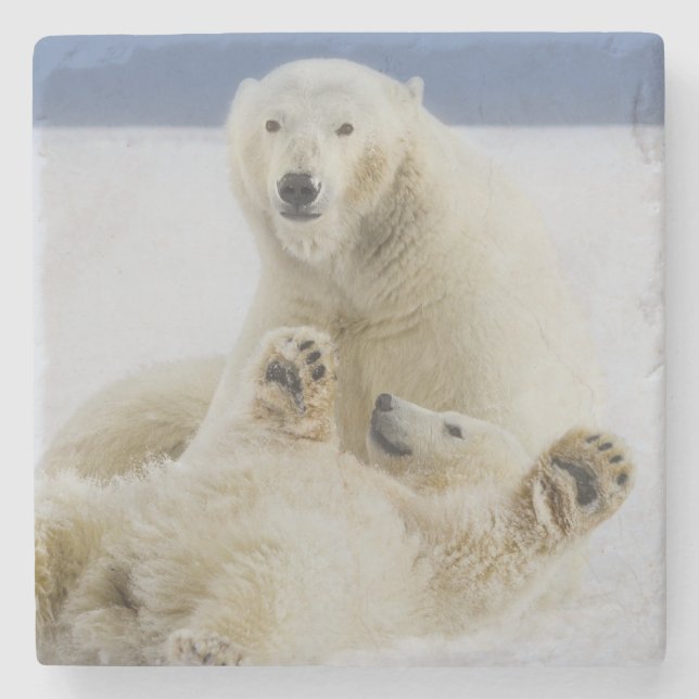 A female polar bear and her cub play in the snow stone coaster (Front)