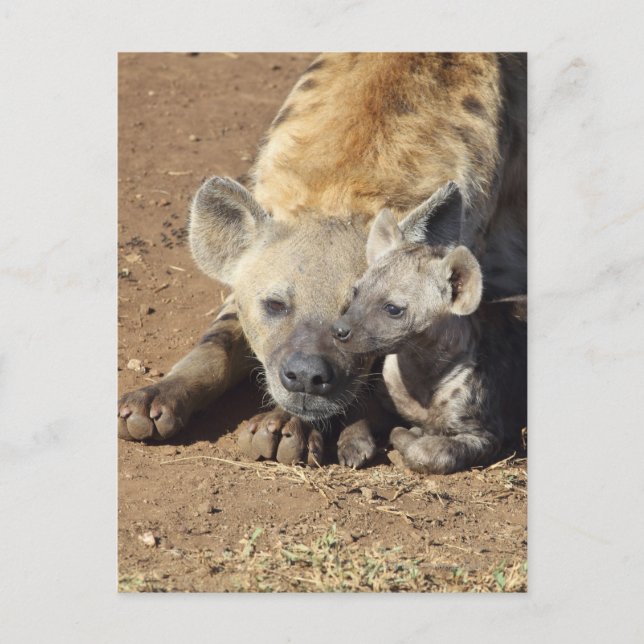 A female Spotted Hyena and her cub, Kruger Postcard (Front)