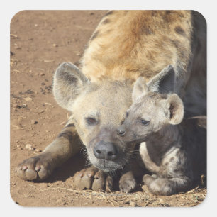A female Spotted Hyena and her cub, Kruger Square Sticker