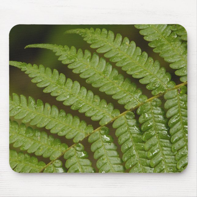 A fern detail, from Mindo Cloud Forest, Mouse Mat (Front)