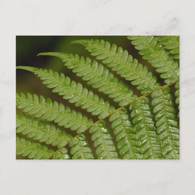 A fern detail, from Mindo Cloud Forest, Postcard (Front)
