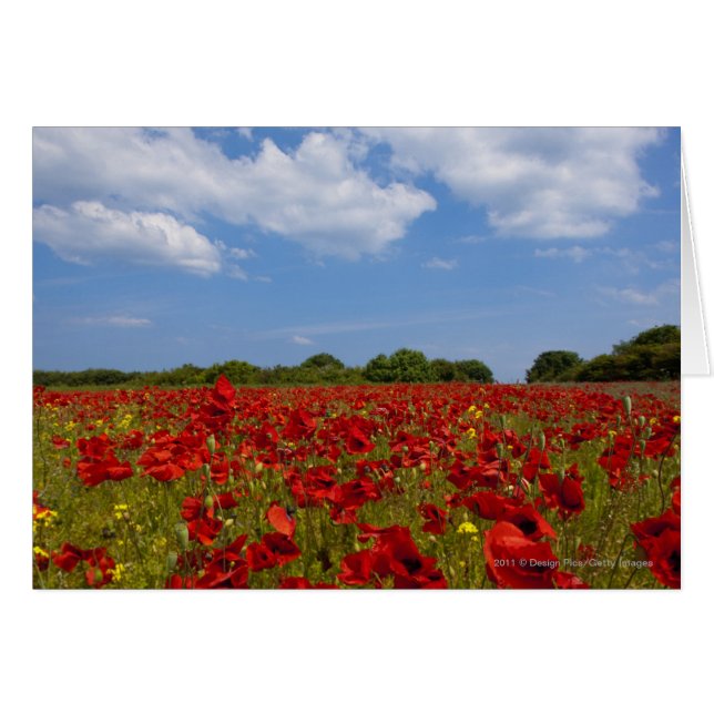 A Field Full Of Red Flowers (Front Horizontal)
