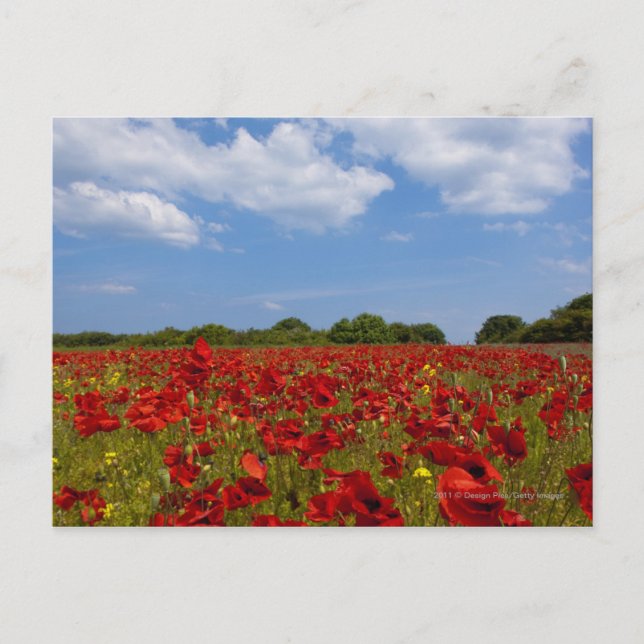 A Field Full Of Red Flowers Postcard (Front)