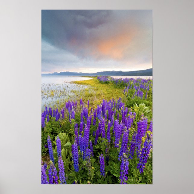 A field of Lupine wildflowers on the North Shore Poster (Front)