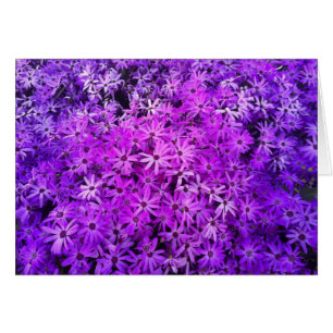 A field of Purple and Pink Daisies