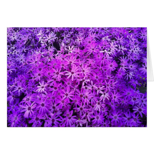 A field of Purple and Pink Daisies (Front Horizontal)