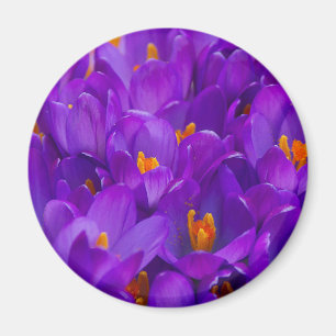 A Field of Purple Crocuses Magnet