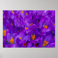 A Field of Purple Crocuses