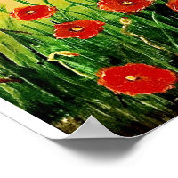A Field of Red Poppies