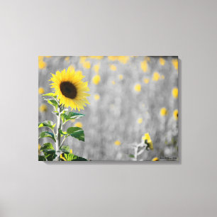 A Field of Sunflowers Canvas Print