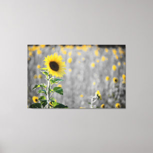 A Field of Sunflowers Canvas Print