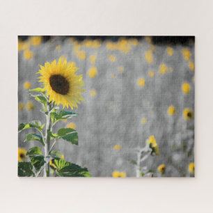A Field of Sunflowers in Black & White Jigsaw Puzzle