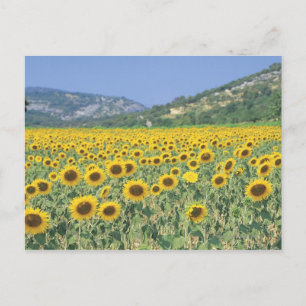 a field of sunflowers postcard