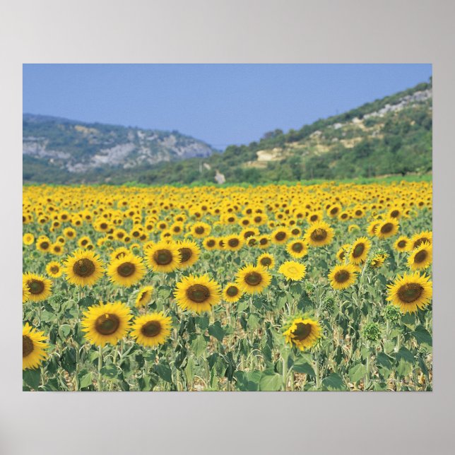 a field of sunflowers poster (Front)