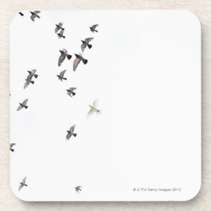 A flock of birds is flying at the sky coaster