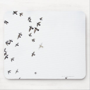 A flock of birds is flying at the sky mouse mat