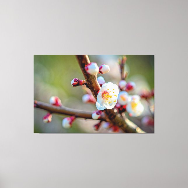 A Floral Composition Of Japanese Apricot Flowers Canvas Print (Front)