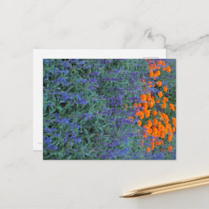 A flower garden of blue salvia and marigolds.  postcard