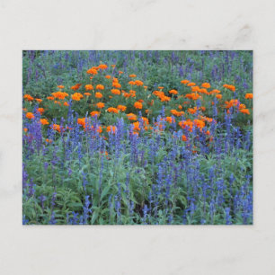 A flower garden of blue salvia and marigolds. postcard