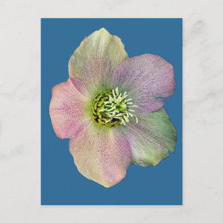 A flower holiday postcard